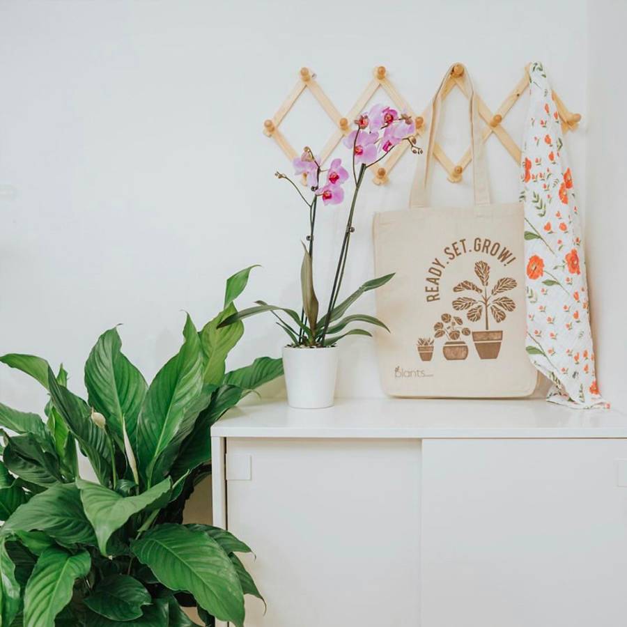 Large Phalaenopsis Orchid: Pink